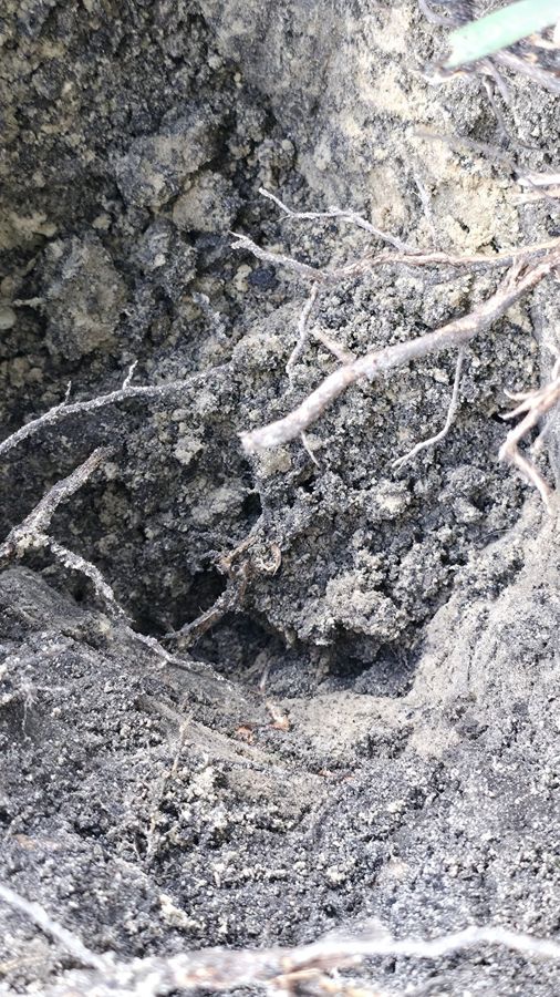 Feeder roots on the line